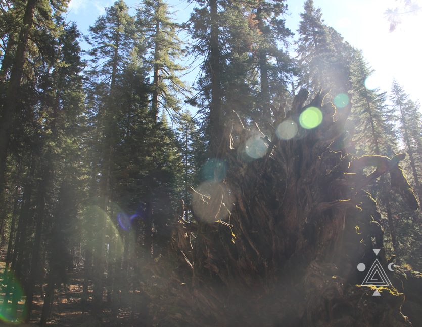 Yosemite Park