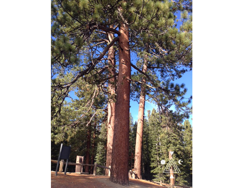 Yosemite Park